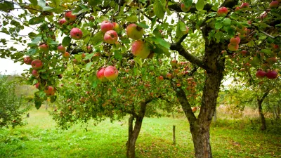 Pogled na jablano. Slika je simbolična. / Foto: Istock