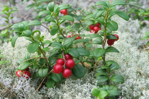 Sadje brusnice / Foto: Wikipedia