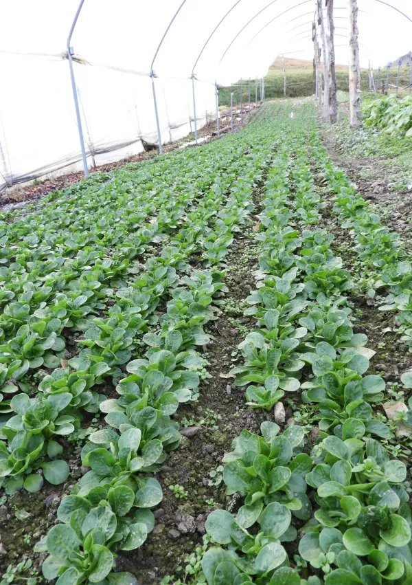 motovilec, kmetijstvo Čadež / Foto: Katja Petrovec