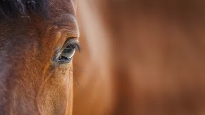 Konji učitelji posla