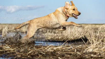 Tudi psi in orožje ne gredo najbolje skupaj. Slika je simbolična. / Foto: Istock