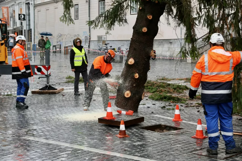 Pred postavitvijo so morali del smreke odžagati. Foto: Jaka Gasar