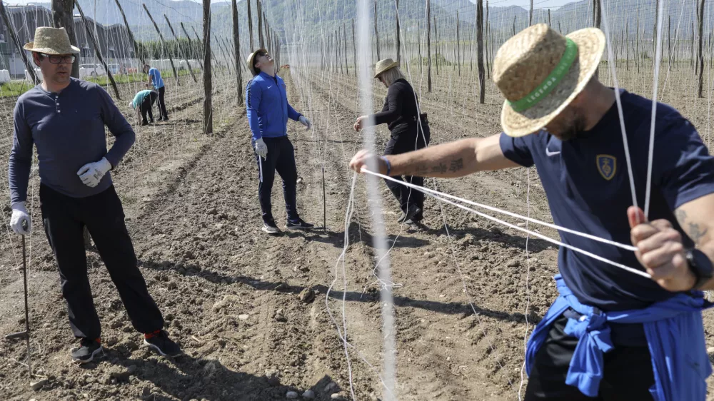 ﻿- 24.4.2020 - prostovoljna delovna akcija za pomoč hmeljarjem v Savinjski dolini, ki jo je organizirala Pivovarna Laško Union - hmelj - športniki//FOTO: Jaka Gasar