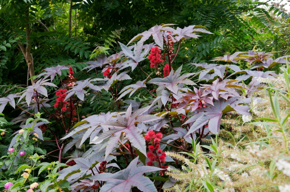 Ricinus. Foto: Ruters/Alamy