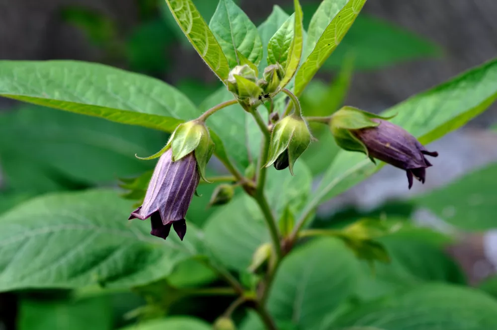 Volčja češnja. Foto: Reuters/Alamy