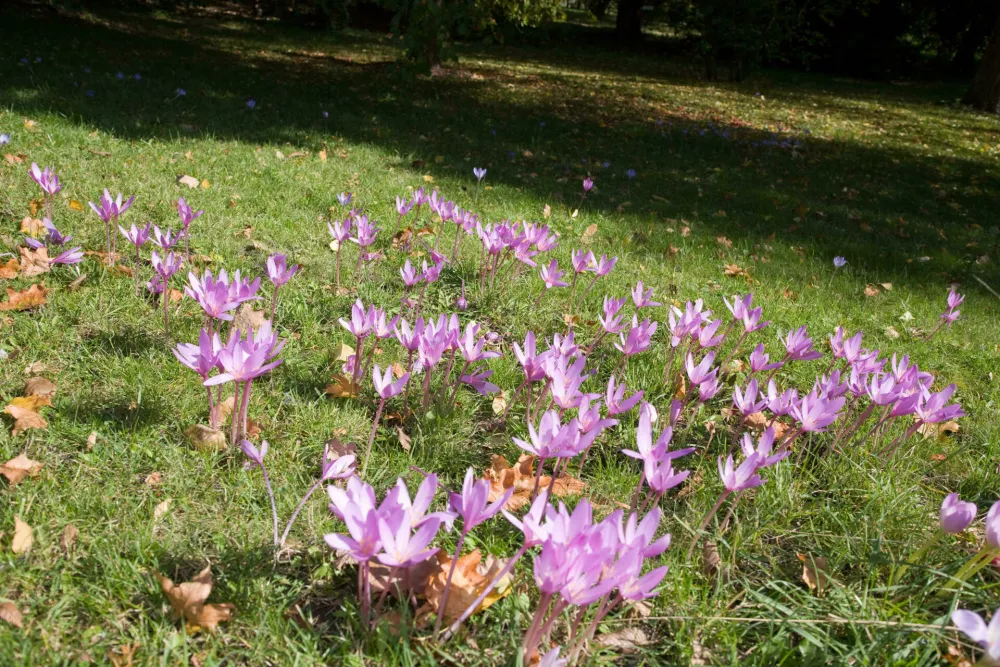 Podlesek. Foto: Reuters/Alamy
