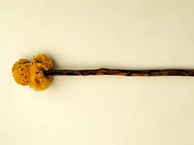 Primerek ksilospongija / Foto: Wikipedia/dickson Herdemerten