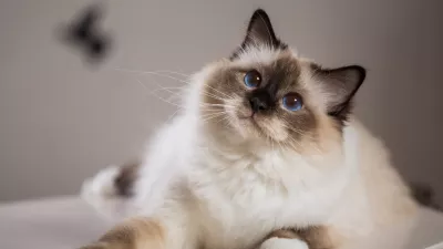 Kaj ni lepa? / Foto: Istock