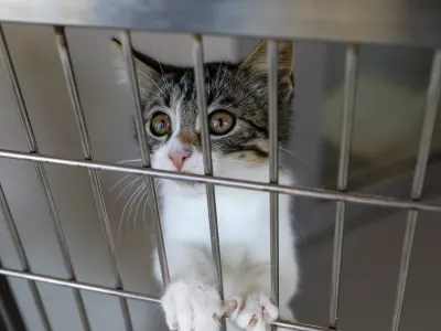 15.07.2025 - Zavetišče za zapuščene živali Ljubljana, GmajniceFoto: Luka Cjuha