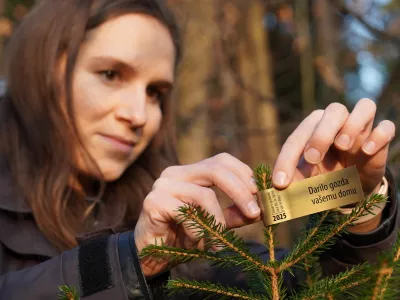 Nalepka ZGS na novoletnem drevescu ni le formalnost, temveč zagotovilo kupcu, da je drevesce domače, zakonito in trajnostno. Foto: ZGS