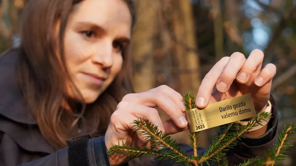 Nalepka ZGS na novoletnem drevescu ni le formalnost, temveč zagotovilo kupcu, da je drevesce domače, zakonito in trajnostno. Foto: ZGS