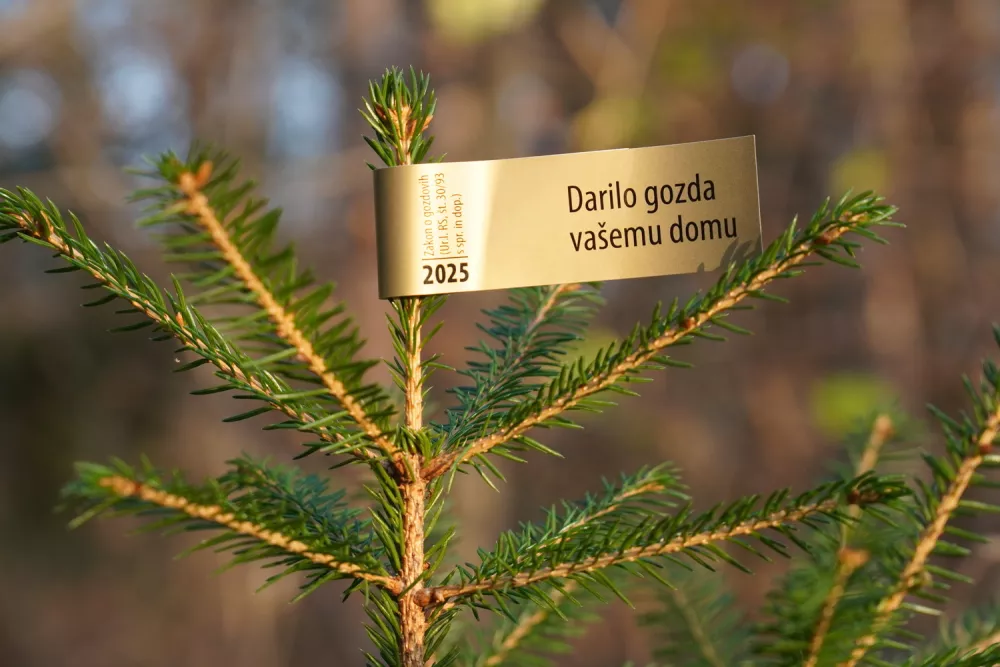 Nalepke pridobijo lastniki gozdov na ZGS skupaj z odločbo, v kateri so zapisane usmeritve in pogoji za pridobivanje okrasnih drevesc iz gozda, nadzor nad njihovim pridobivanjem pa izvaja gozdarska in&scaron;pekcija. Foto: ZGS