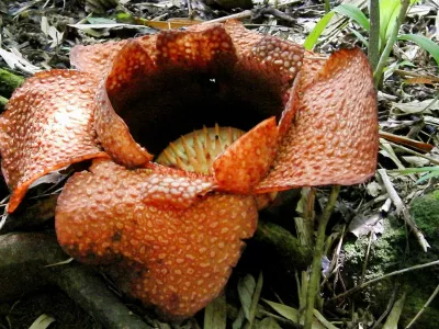 Borneo (22.06.2010),Image: 76029581, License: Rights-managed, Restrictions: Při použití tohoto snímku povinnost uvést kredit ve formě: iDNES.cz / Profimedia, Model Release: no