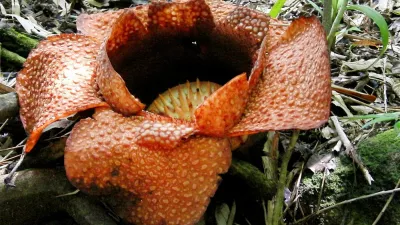 Borneo (22.06.2010),Image: 76029581, License: Rights-managed, Restrictions: Při použití tohoto snímku povinnost uvést kredit ve formě: iDNES.cz / Profimedia, Model Release: no