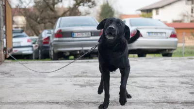 Ni dovolj psa zgolj prestaviti z verige v pesjak