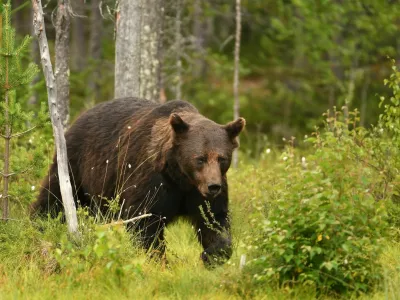 Wild brown bear (Ursus arctos)