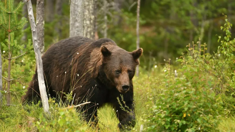 Wild brown bear (Ursus arctos)