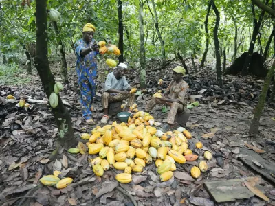 Farmers break cocoa pods inside the conservation zone of the Omo Forest Reserve in Nigeria, Monday, Oct. 23, 2023. Farmers, buyers and others say cocoa heads from deforested areas of the protected reserve to companies that supply some of the world's biggest chocolate makers. (AP Photo/Sunday Alamba)