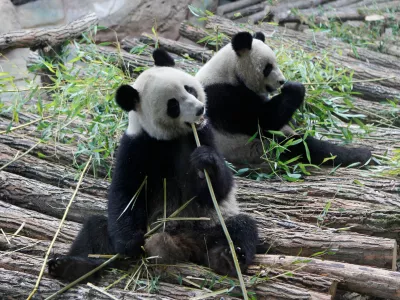 FILE - Viewed through a glass panel, male panda Yuan Zi, right, and female Panda Huan Huan, eat bamboo at the Zoo Parc de Beauval in Saint-Aignan, central France, on Tuesday, Jan. 17, 2012. (AP Photo/Michel Euler, File)