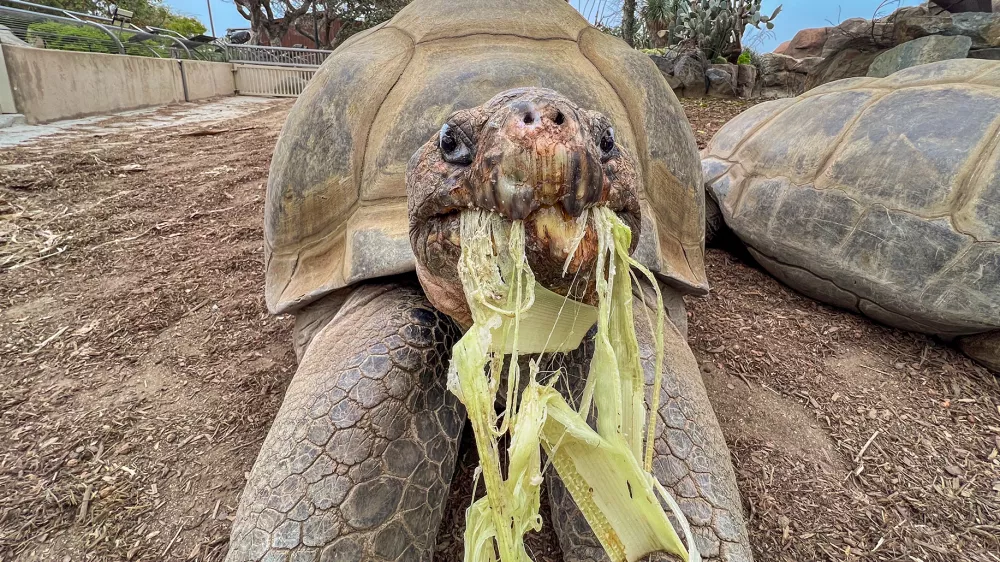 This photo provided by the San Diego Zoo Wildlife Alliance shows Gramma, a Galapagos tortoise and the oldest animal at the San Diego Zoo, eating a banana stalk at the San Diego Zoo in San Diego, May 17, 2023. (San Diego Zoo Wildlife Alliance via AP)