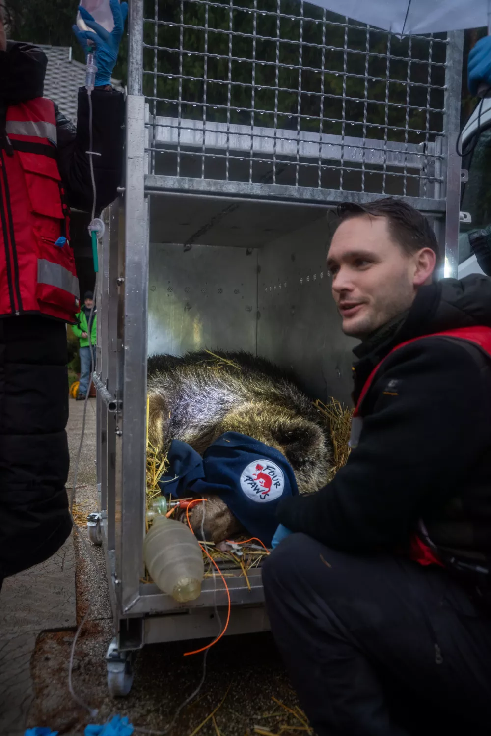 Bled, Slovenia | 2025 11 25 | Rescue of Bear Mici from private keeping in Slovenia. A FP team and veterinarian Marc Gölkel immobilize the bear to load her into the transport crate. She will be transferred to BEAR SANCTUARY Arbesbach in Austria.