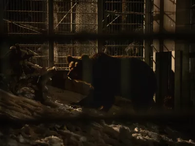 Arbesbach, Austria | 2025 11 25 | Rescue of Bear Mici from private keeping in Slovenia. A FP team and bear Mici arrive at BEAR SANCTUARY Arbesbach in Austria, where she is released into her quarantine enclosure.