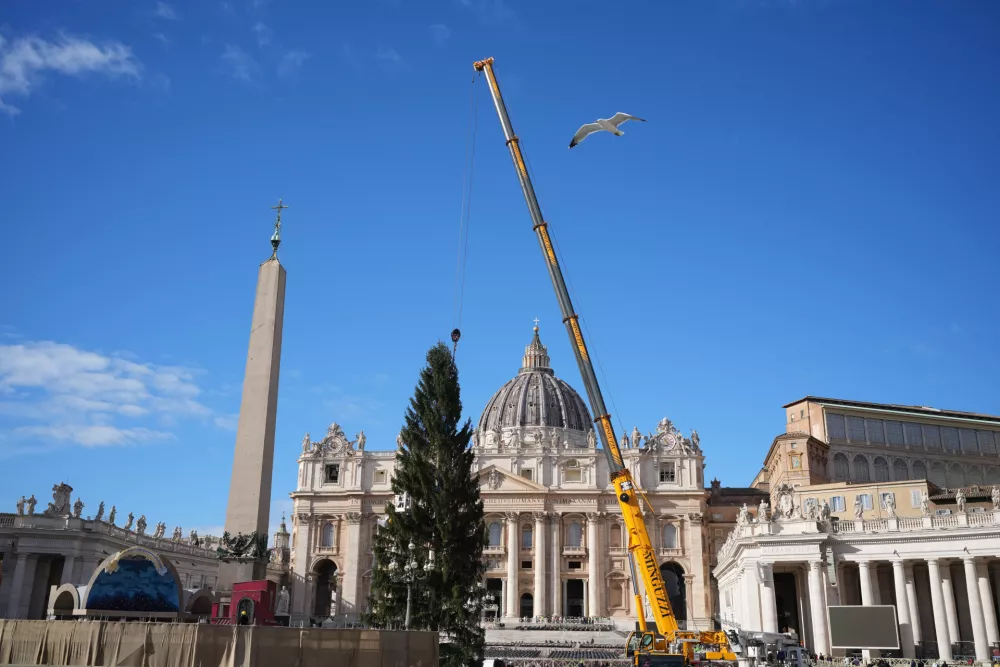 A 27-meter (88.6-foot) fir tree coming from the Alpine valley of Ultimo, Bolzano, in Trentino–Alto Adige, Italy, is lifted up in St. Peter's Square to be decorated as Christmas tree at the Vatican, Thursday, Nov. 27, 2025. (AP Photo/Alessandra Tarantino)