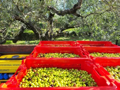 oljke oljčnik Koper / Foto: Katja Gleščič 