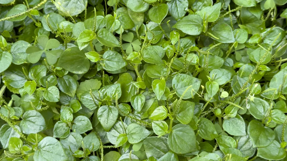 Navadna kreša / Foto: Siravich Larkjit