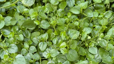 Navadna kreša / Foto: Siravich Larkjit