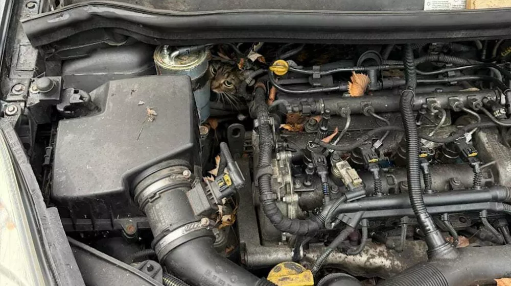 Ali na sliki najdete mačko? / Foto: Feuerwehr Augsburg