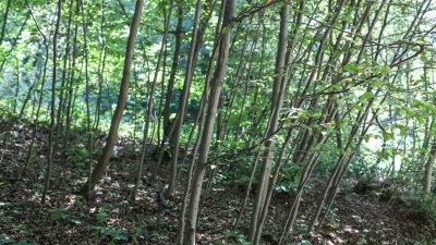  - Pomlajen gozd, - 13.08.2025. - Vodeni ogled območja poseka dreves na Rožniku s predstavniki Zavoda za gozdove in občine Ljubljana. //FOTO: Bojan Velikonja / Foto: Bojan Velikonja