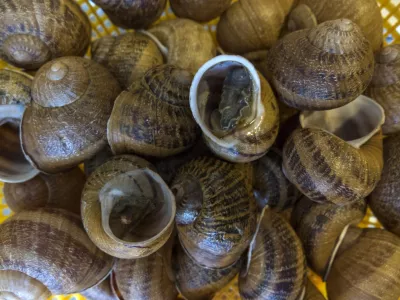 ﻿- 18.02.2015 - priprava jedi iz polžev - kulinarika - gastronomija - polži -   //FOTO: Jaka Gasar