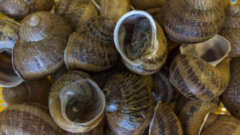 ﻿- 18.02.2015 - priprava jedi iz polžev - kulinarika - gastronomija - polži -   //FOTO: Jaka Gasar