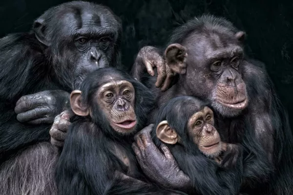A close-up of chimpanzees seated together / Foto: Wirestock