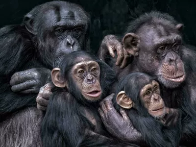 A close-up of chimpanzees seated together / Foto: Wirestock
