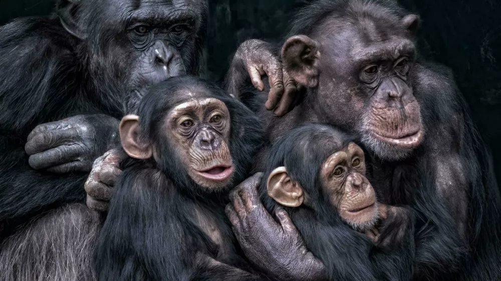 A close-up of chimpanzees seated together / Foto: Wirestock