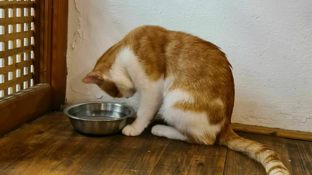 maček, mačke, muc, živali, mačka