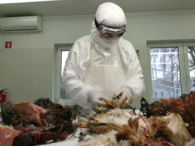 ﻿aviarna influenca (ptičja gripa), laboratorij