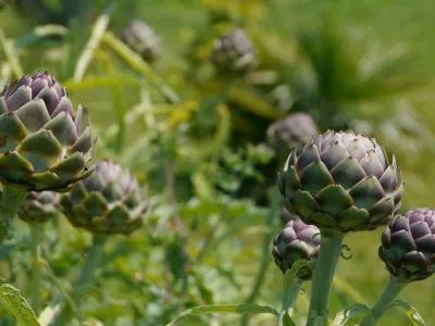 Artičoka in suhozid ohranjata kulturno krajino