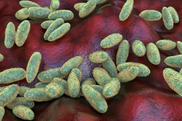 Plague bacteria (Yersinia pestis), computer illustration. Y. pestis are gram-negative bacteria from the Enterobacteriaceae family, they have an ovoid shape with bipolar staining (more intensively stained at poles). The bacterium causes bubonic plague (the Black Death of the Middle Ages). The bacterium is primarily a flea-carried pathogen of rats. Transfer to man occurs when a flea is obliged to leave its dead rodent host and feed on human blood. Infection is rapid, causing swellings in the lymph nodes (buboes) and leading to septicaemia and pulmonary infection. Extensive control measures, directed against the rats as well as their fleas, have essentially banished the plague from Europe, but there are still many regions of the world where the disease occurs. / Foto: Dr_microbe