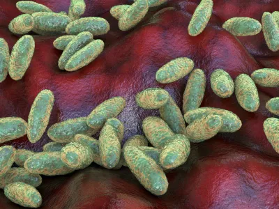 Plague bacteria (Yersinia pestis), computer illustration. Y. pestis are gram-negative bacteria from the Enterobacteriaceae family, they have an ovoid shape with bipolar staining (more intensively stained at poles). The bacterium causes bubonic plague (the Black Death of the Middle Ages). The bacterium is primarily a flea-carried pathogen of rats. Transfer to man occurs when a flea is obliged to leave its dead rodent host and feed on human blood. Infection is rapid, causing swellings in the lymph nodes (buboes) and leading to septicaemia and pulmonary infection. Extensive control measures, directed against the rats as well as their fleas, have essentially banished the plague from Europe, but there are still many regions of the world where the disease occurs. / Foto: Dr_microbe