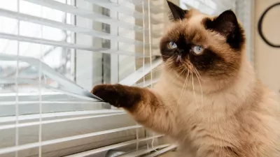 Mačka, ki komaj čaka na vrnitev skrbnika.