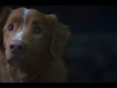 Za svojo vlogo bi si zaslužil prvega živalskega oskarja. Foto: zajem zaslona / Good boy