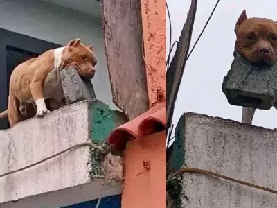 Aretirali so moškega, ki naj bi izšolal psa, da na ljudi pred hišo meče opeko. Foto: posnetek zaslona