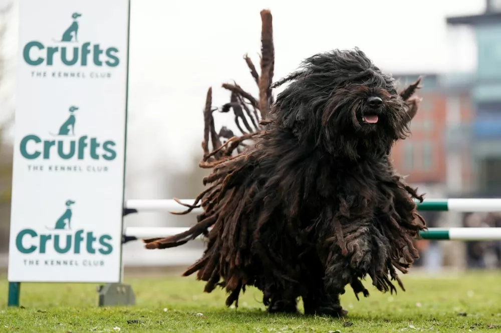 A Bergamasco Shepherd named Alfie jumps over a fence during a photo call for the launch of this year's Crufts, at the National Exhibition Centre (NEC) in Birmingham. Picture date: Tuesday March 7, 2023.,Image: 760990864, License: Rights-managed, Restrictions:, Model Release: noBergamski ovčar