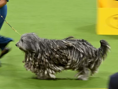 NEW YORK, NEW YORK - MAY 08: A Bergamasco shepherd competes in the 147th Annual Westminster Kennel Club Dog Show Presented by Purina Pro Plan at Arthur Ashe Stadium on May 08, 2023 in New York City. Bryan Bedder,Image: 774672933, License: Rights-managed, Restrictions:, Model Release: noBergamski ovčar