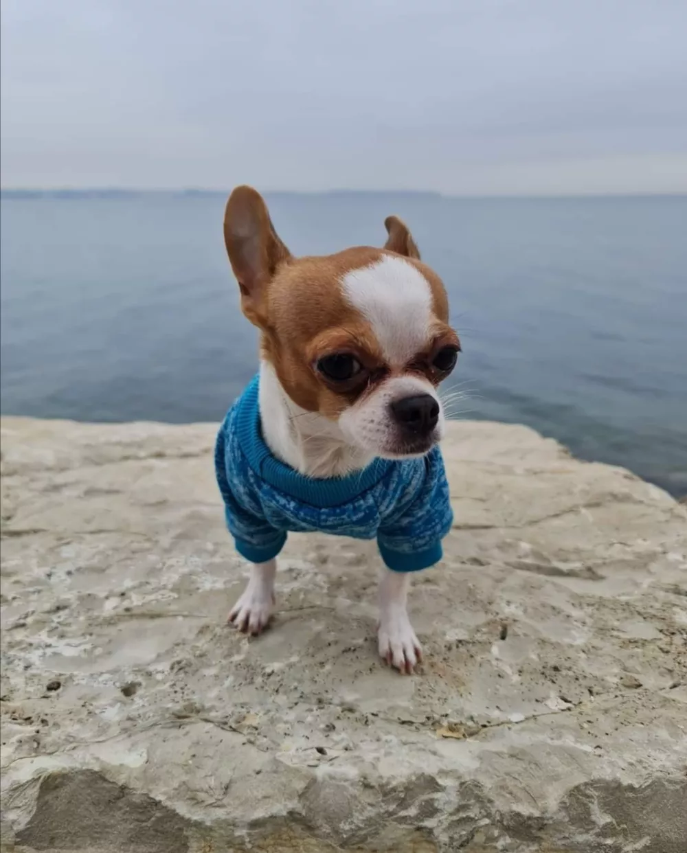 ﻿Mr Čoko, pes Čivava