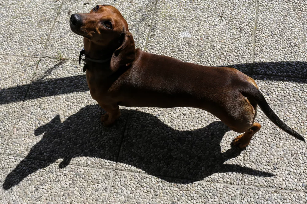 ﻿- 29.03.2017 - Pes, jazbečar   //FOTO: Jaka Gasar