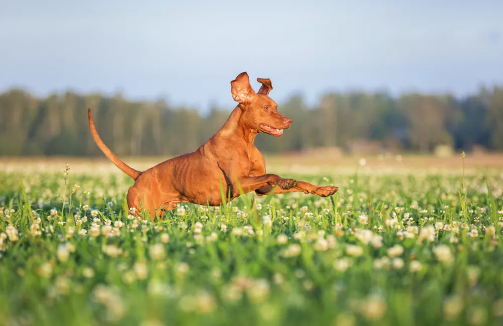 ﻿Hungarian viszla running on the green grass meadow.